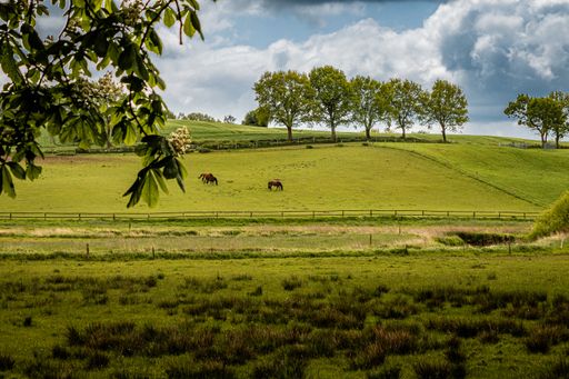 A beautiful shot of some horses in a field during the day