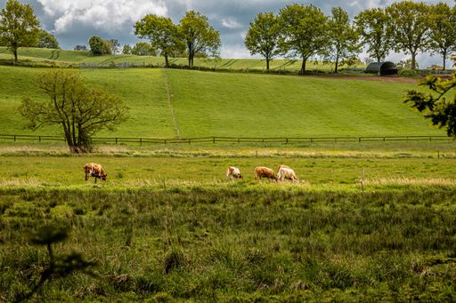 A beautiful shot of horses in a field during the day