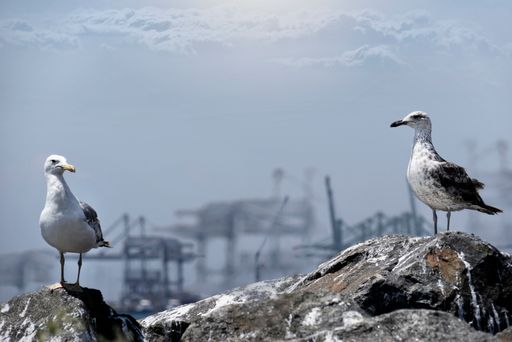 A selective focus shot of seagulls perched on rock