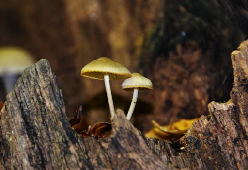 A closeup shot of anmillaria mellea mushroom in the woods