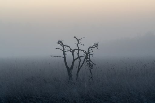 A leafless tree isolated in the field on a foggy day