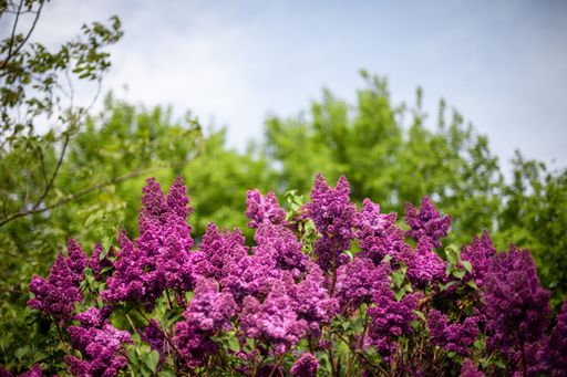 A selective focus shot of lilac flowers blooming in a field