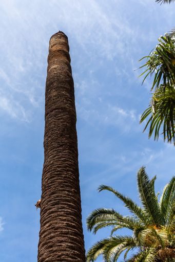 A vertical shot of a high palm tree without a top on a blue sky background