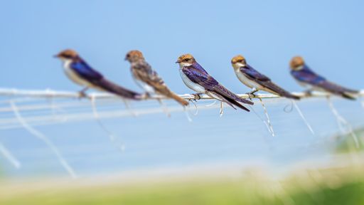 A selective focus shot of wire-tailed swallows standing on a wire