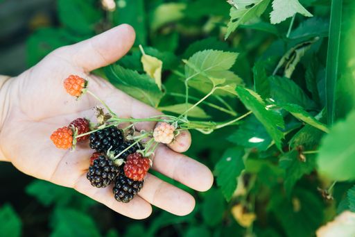 A person's hands holding fresh raspberries in the garden