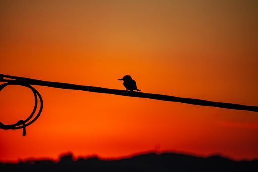 A silhouette of a small bird standing on a wire during sunset