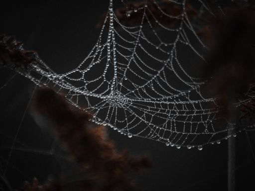 A closeup shot of a spider web with raindrops