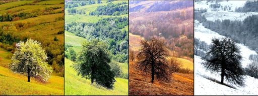 four seasons photographed in the same place