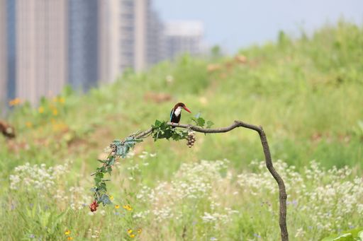 A closeup shot of Rainbow bee-eater sitting on a twig