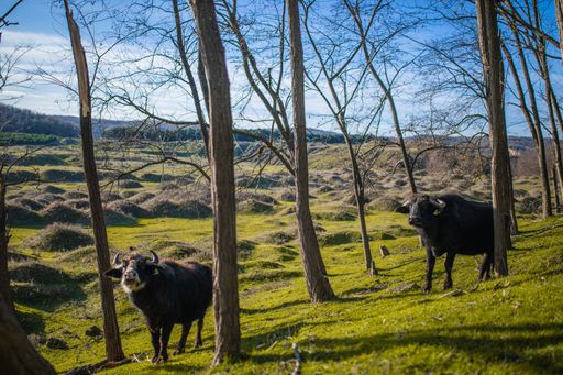 2 buffaloes grazing on a grass hill.