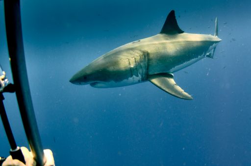 A shot of the beautiful wild great white shark underwater