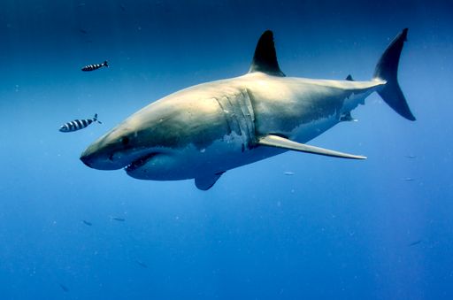 A shot of the beautiful wild great white shark underwater