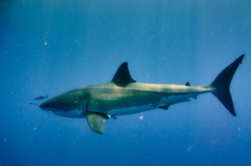 A shot of the beautiful wild great white shark underwater