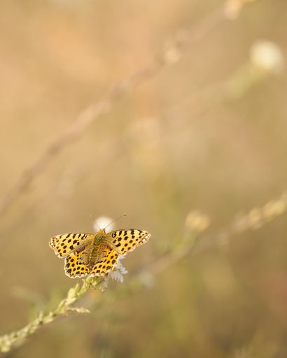 A selective focus shot of a small pearl-bordered fritillary or silver-bordered fritillary on a plant