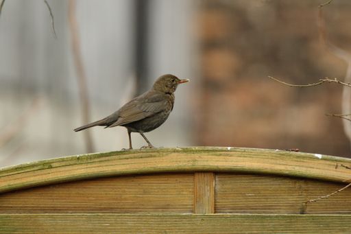A closeup shot of a common blackbird perched on a wooden surface on a blurred background