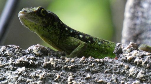 A close-up shot of a gecko on the rock at a zoo in the terrarium