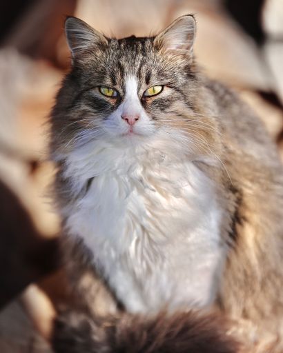 A close-up shot of a cute fluffy cat with green eyes looking at a camera