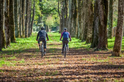 A shot of two cyclers cycling on a road with giant trees on both sides