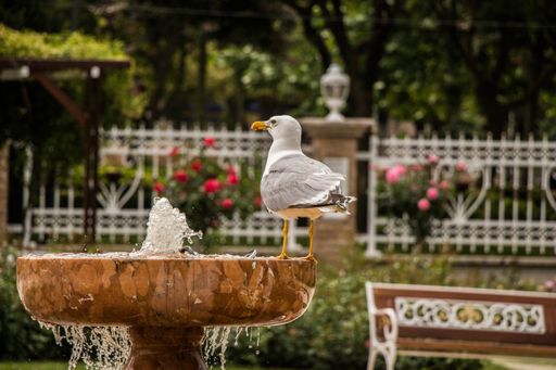 A selective focus shot of a bird sitting by a fountain in a park