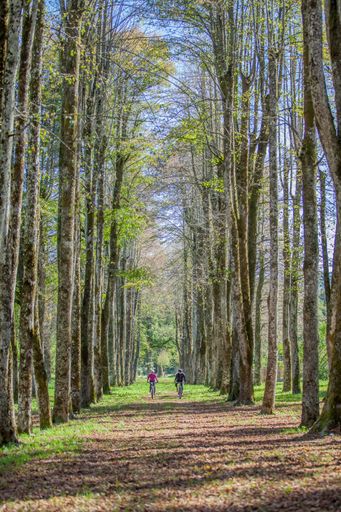 A vertical shot of a man and a woman riding a bicycle in the park with tall trees