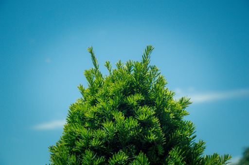 A low angle shot of a tree captured on a bright sunny day