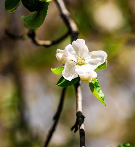 A vertical shot of an apple blossom flower.
