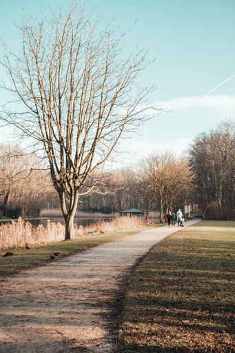 A vertical shot of a narrow pathway surrounded by bare trees and dried leaves in a park in autumn