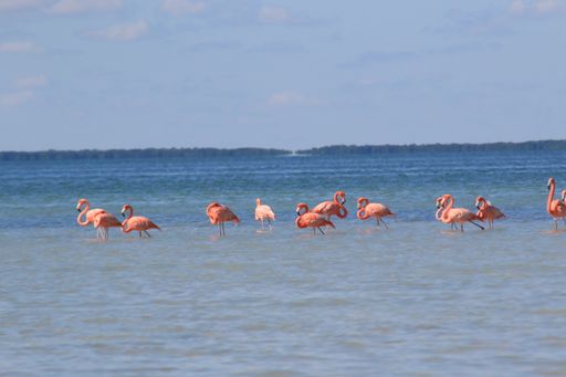 A group of pink flamingos in the sea on a sunny day
