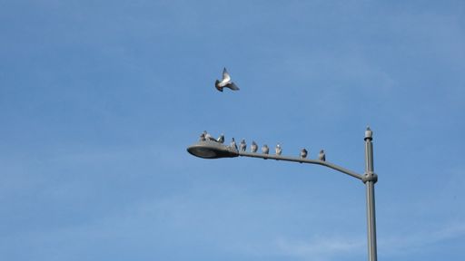 A daylight shot of birds sitting on a street lamp on the blue sky background