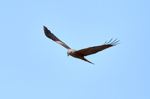 A closeup of a Bat hawk flying in the air