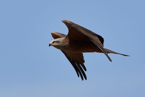 A closeup of a Bat hawk flying in the air