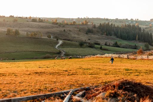 A herd of cows  eating grass and a person walking towards camera on the meadow in the sunset