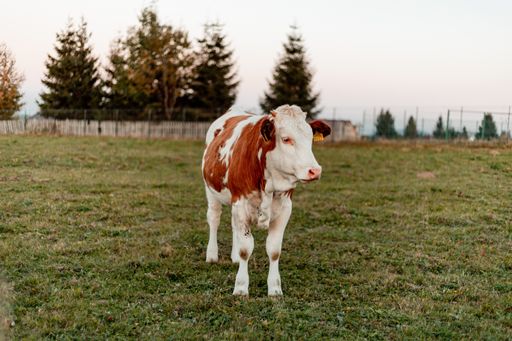 A closeup of a cow standing on the green meadow on the foreground on pine trees