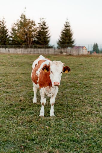 A vertical shot of a cow standing on the green meadow on the foreground on pine trees