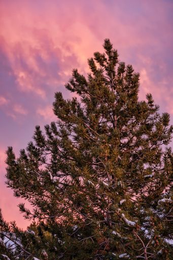 A vertical, low angle shot of a fir tree with a background of the colorful sky during the sunset