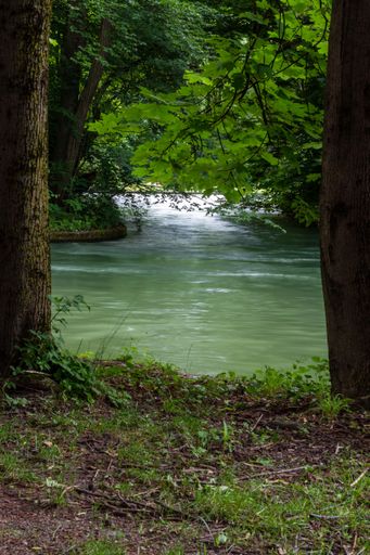 A vertical shot of a river in a forest