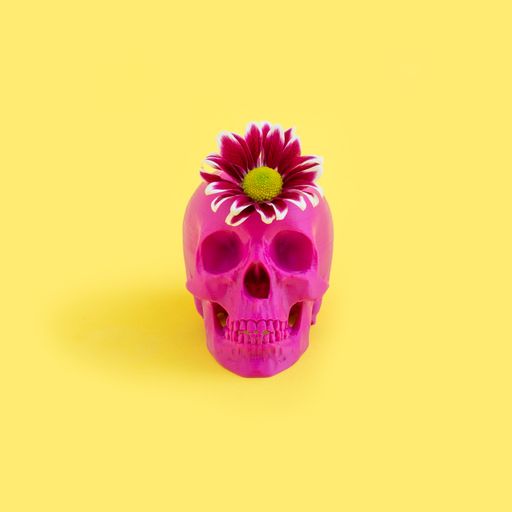 A closeup of a purple skull with a fresh flower on yellow background