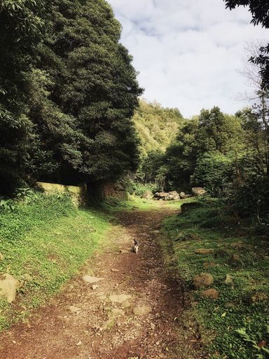 A vertical shot of a village pathway surrounded by greenery and beautiful cloudy sky in the background