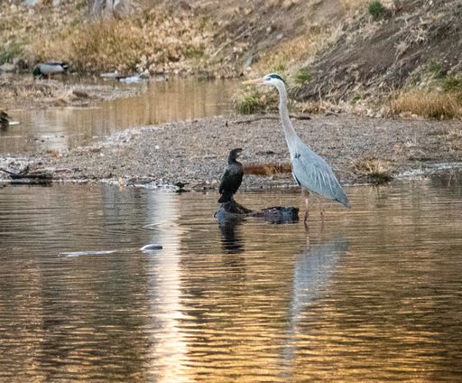 The Great Blue Heron and Brancher (baby heron) at Fain Lake in Prescott Valley, Arizona