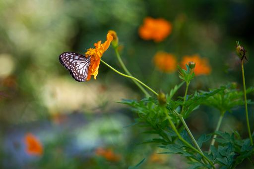 A closeup of a butterfly on a flower in a garden