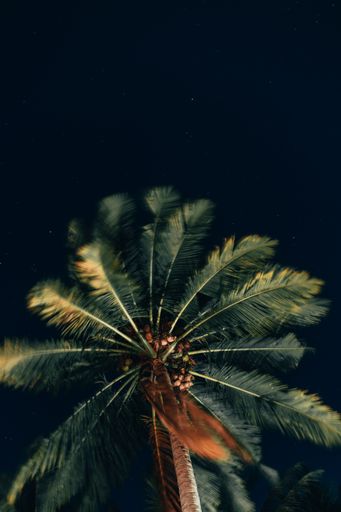 A vertical, low angle shot of a palm tree with a background of a starry sky