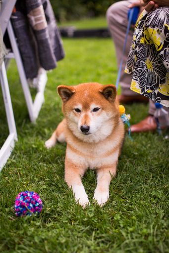 A vertical shot of a Shiba Inu lying on the ground covered in the grass under the sunlight at daytime