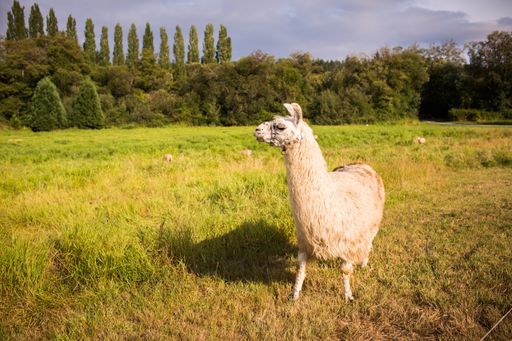 A closeup shot of a llama in a field covered in greenery under the sunlight at daytime