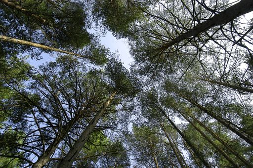 A low angle shot of the beautiful tall trees with green leaves under the bright sky