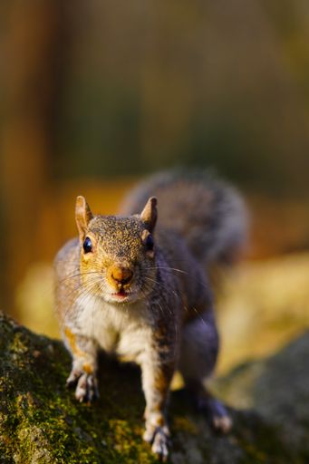 A wild gray squirrel on a mossy rock surface against a blurred background