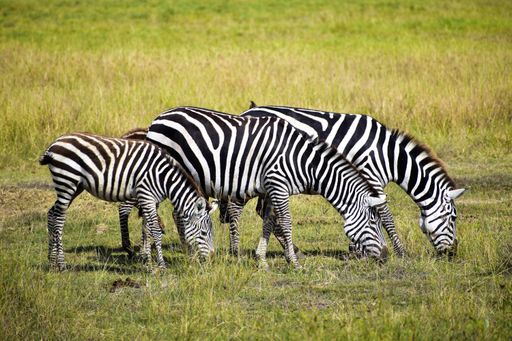 A family of three zebras grazing peacefully in Kenya
