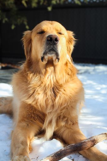 A vertical shot of a golden retriever sitting on the snow