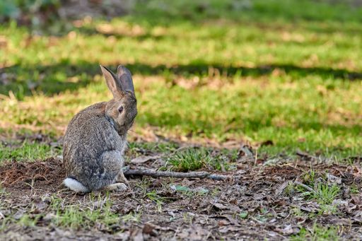 A European hare sitting in the forest while cleaning its fur in the late afternoon