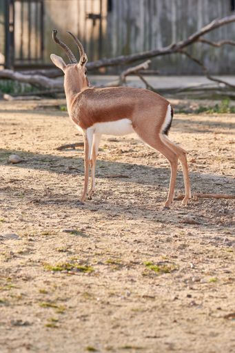 A vertical shot of a Dorcas Gazelle (Gazella Dorcas Neglecta) standing with its back on ground