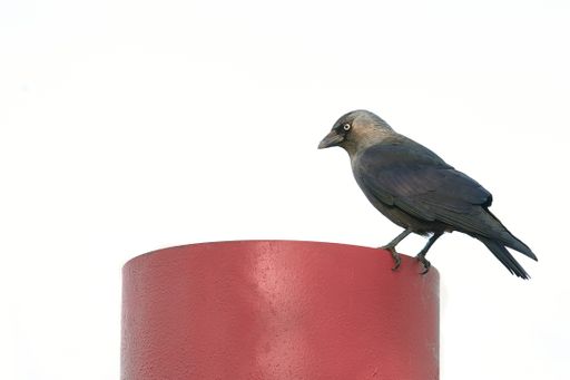 A Western jackdaw, bird of the corvidae family perched on a red chimney with a white background